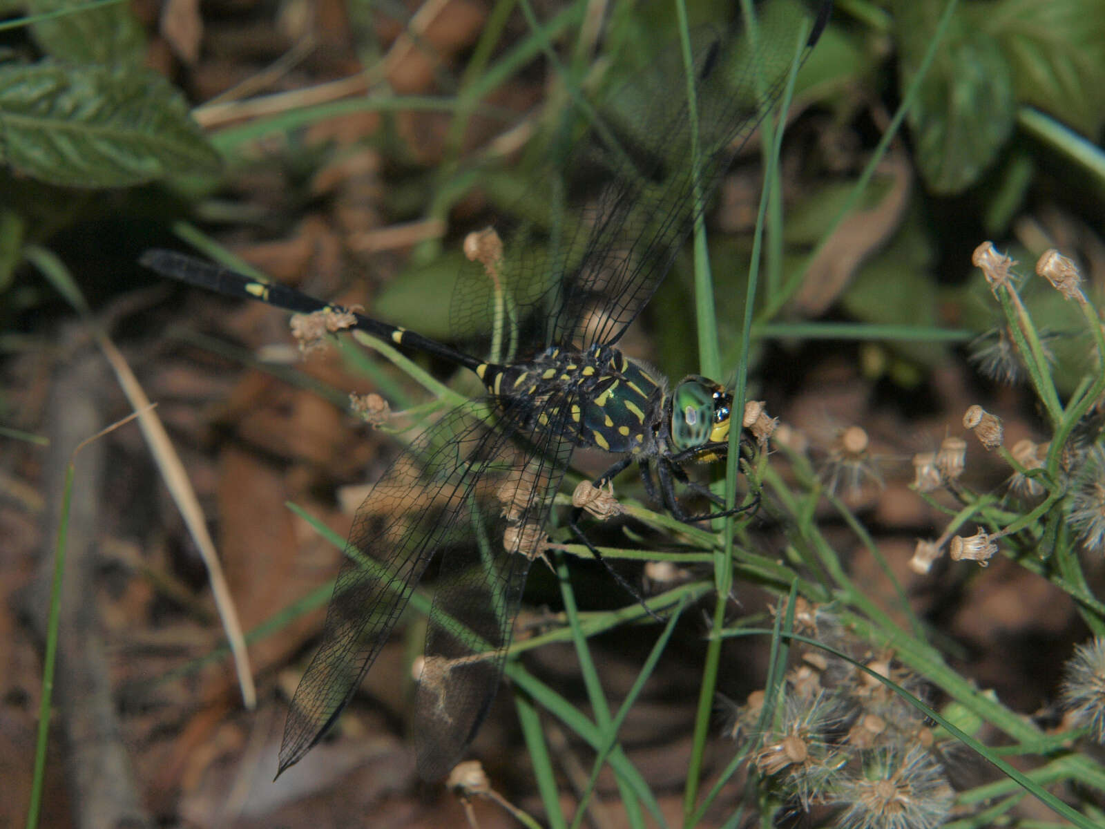 Image of Bottletail