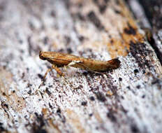 Image of Caloptilia semifascia (Haworth 1828)