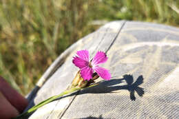 Image of Dianthus membranaceus Borbás