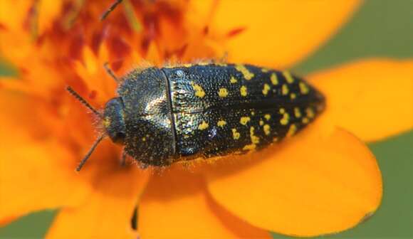 Image of Acmaeodera flavopicta Waterhouse 1889