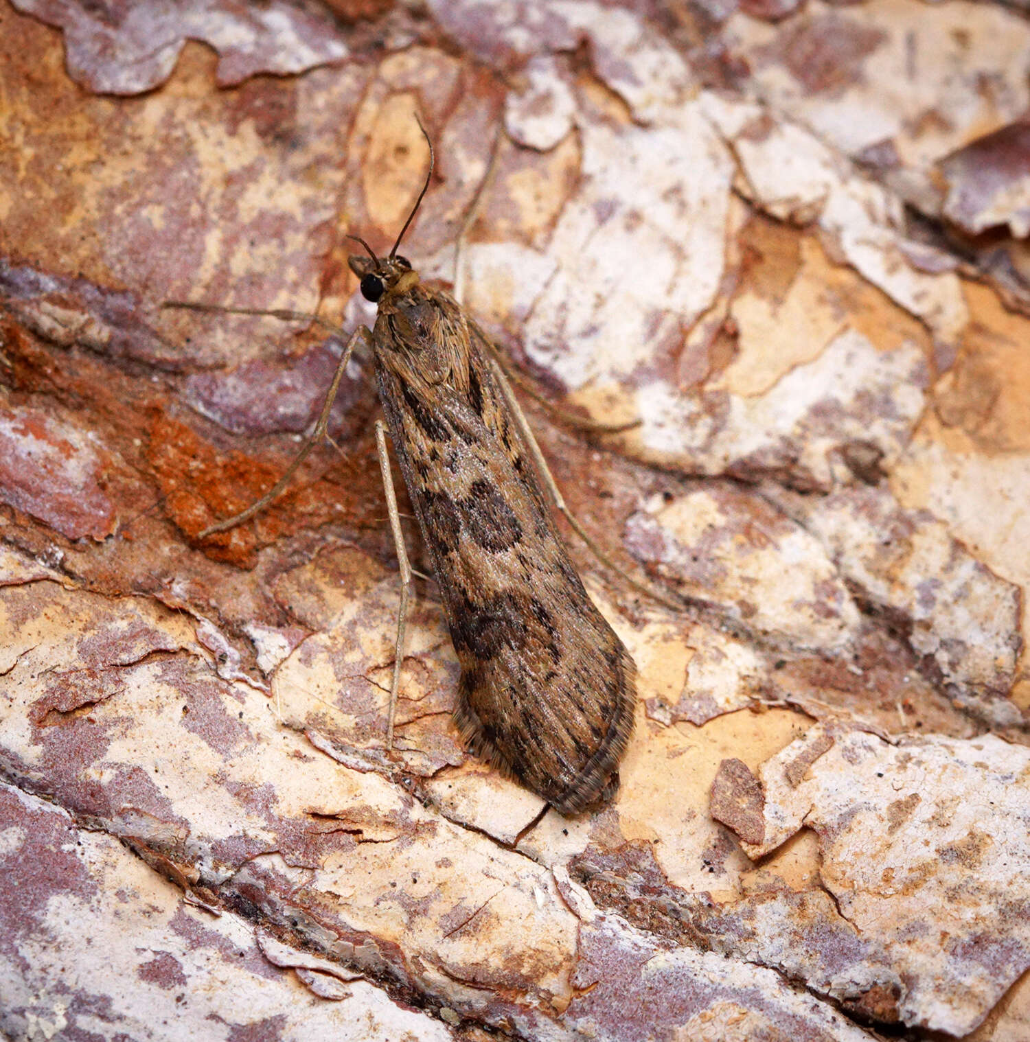 Image of Nomophila noctuella Schiffermüller