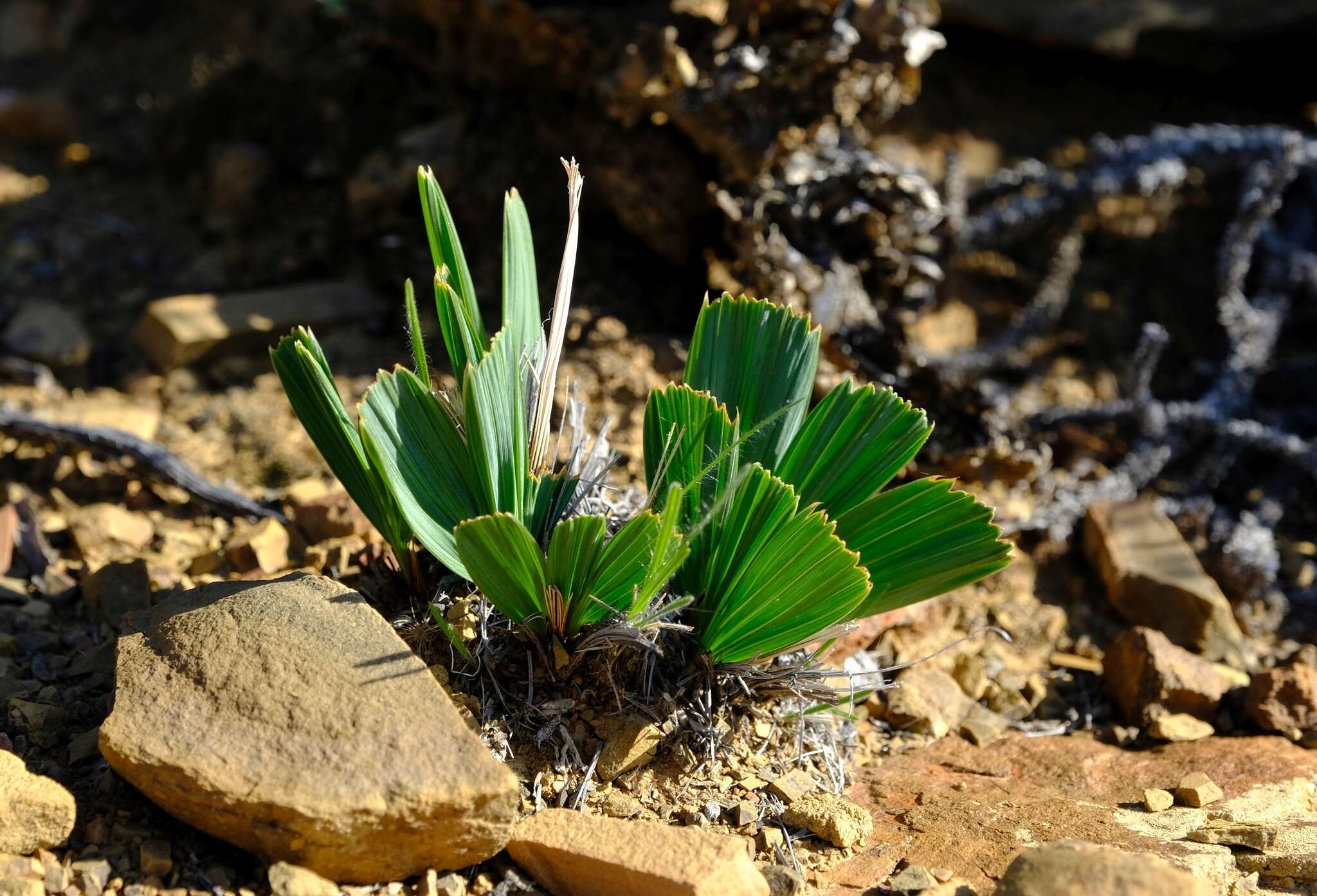 Image of Babiana cuneata J. C. Manning & Goldblatt