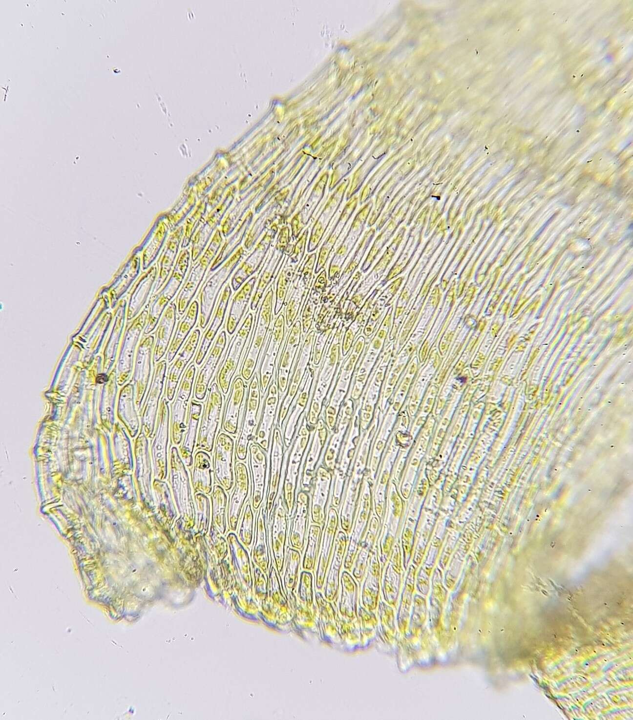 Слика од <i>Campylium protensum</i>