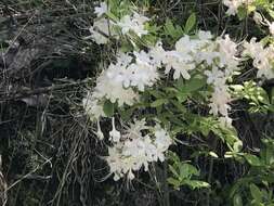 Imagem de Rhododendron alabamense Rehder