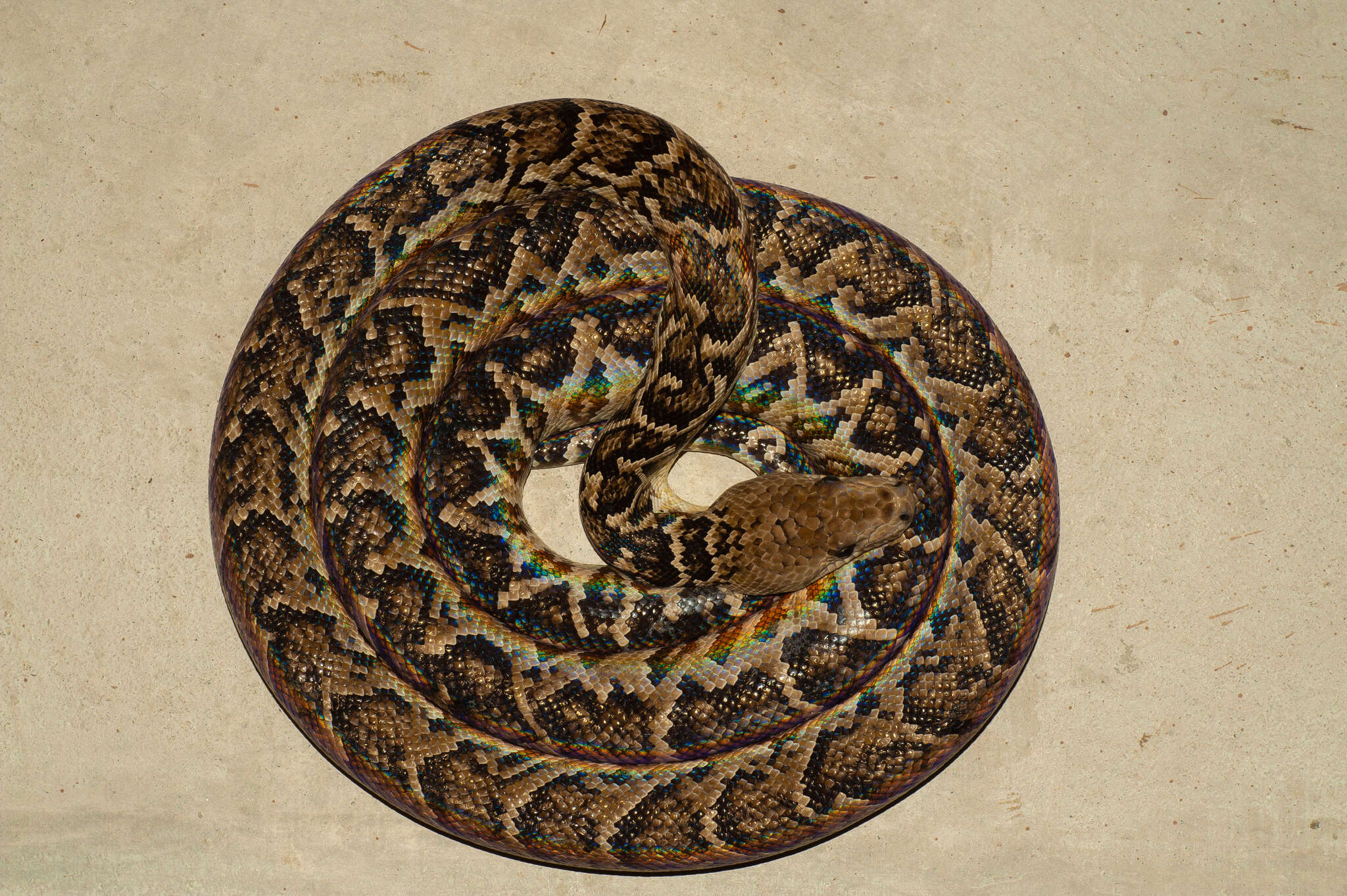 Image of Cuban Boa