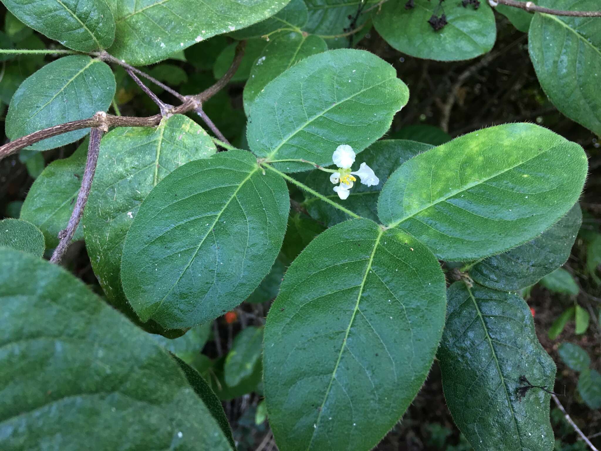 Image of Woodbury's stingingbush