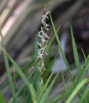 Plancia ëd Zoysia macrantha subsp. macrantha