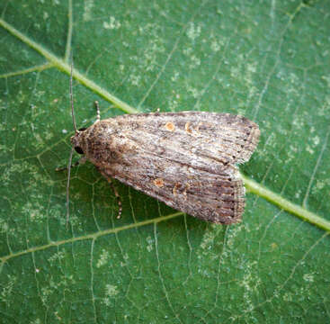 Image of beet armyworm