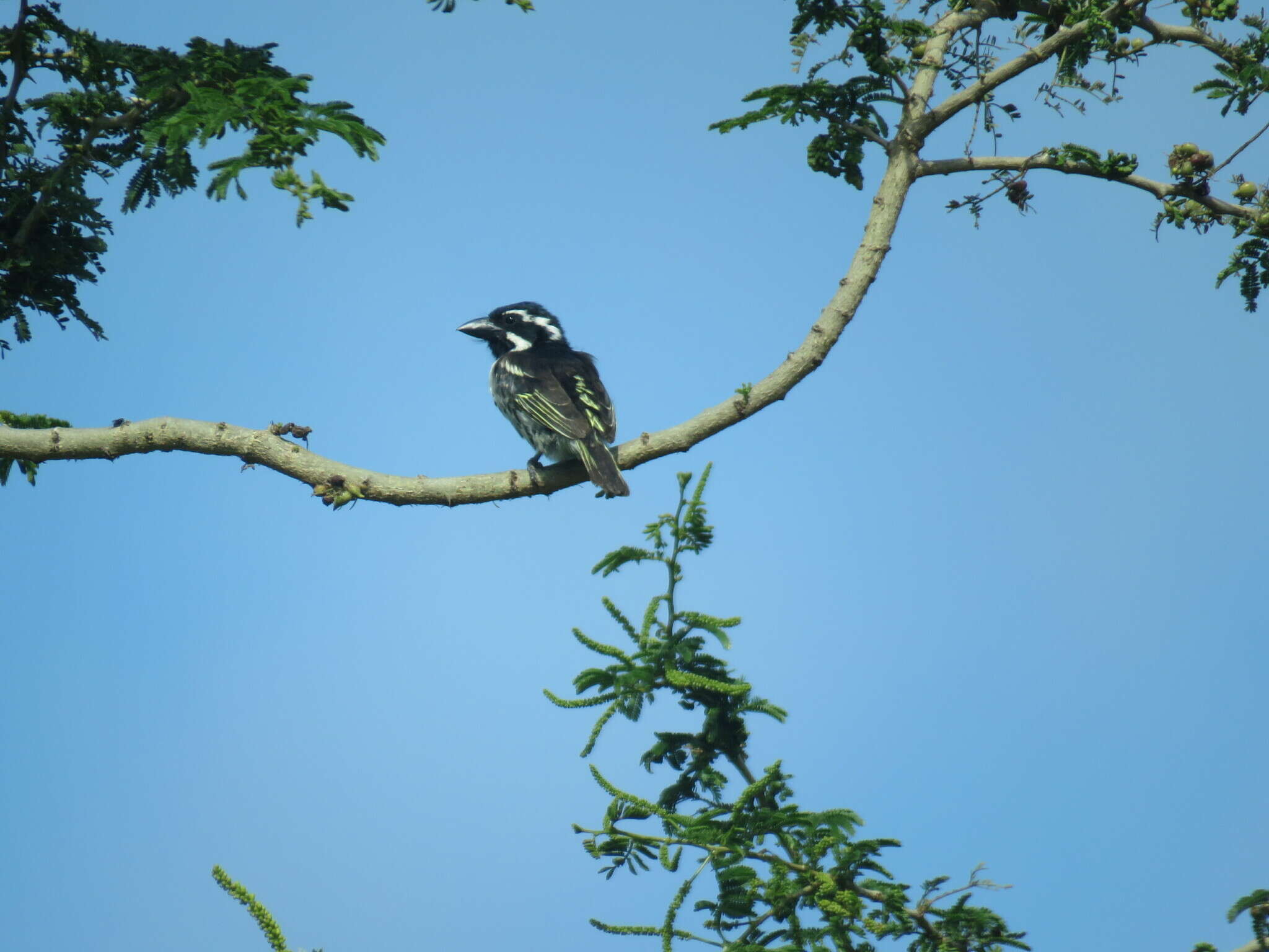 Image of Spot-flanked Barbet