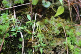 صورة Gentiana flavomaculata var. yuanyanghuensis Chih H. Chen & J. C. Wang