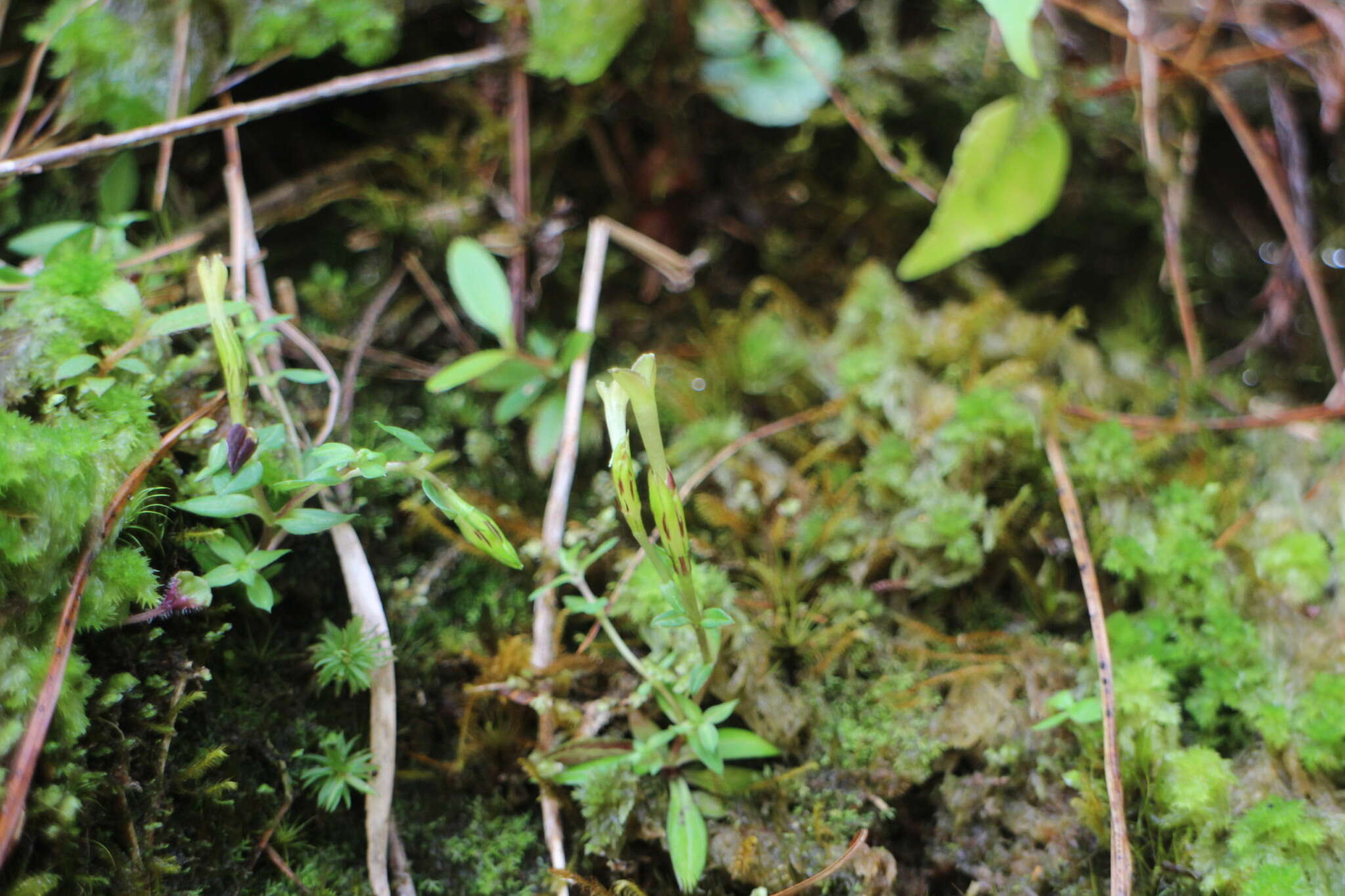 صورة Gentiana flavomaculata var. yuanyanghuensis Chih H. Chen & J. C. Wang