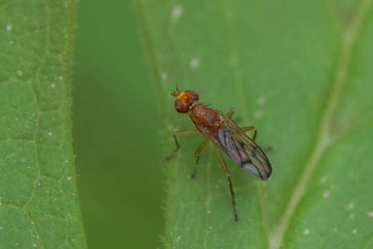 Image of Renocera longipes (Loew 1876)