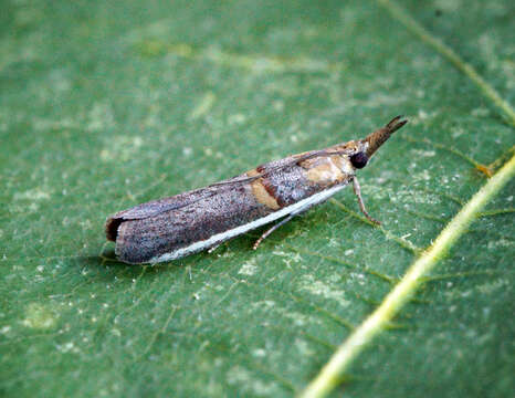 Image of Moth