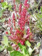 Plancia ëd Rumex bucephalophorus L.