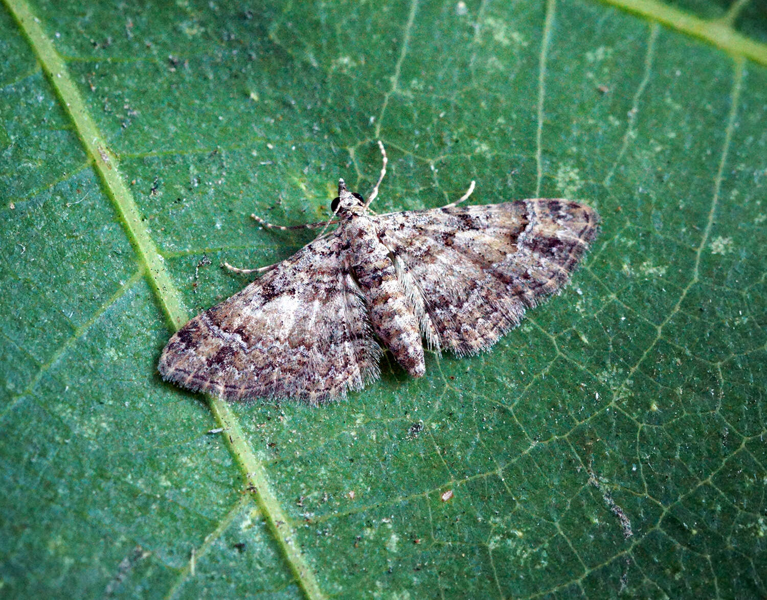 Image of double-striped pug