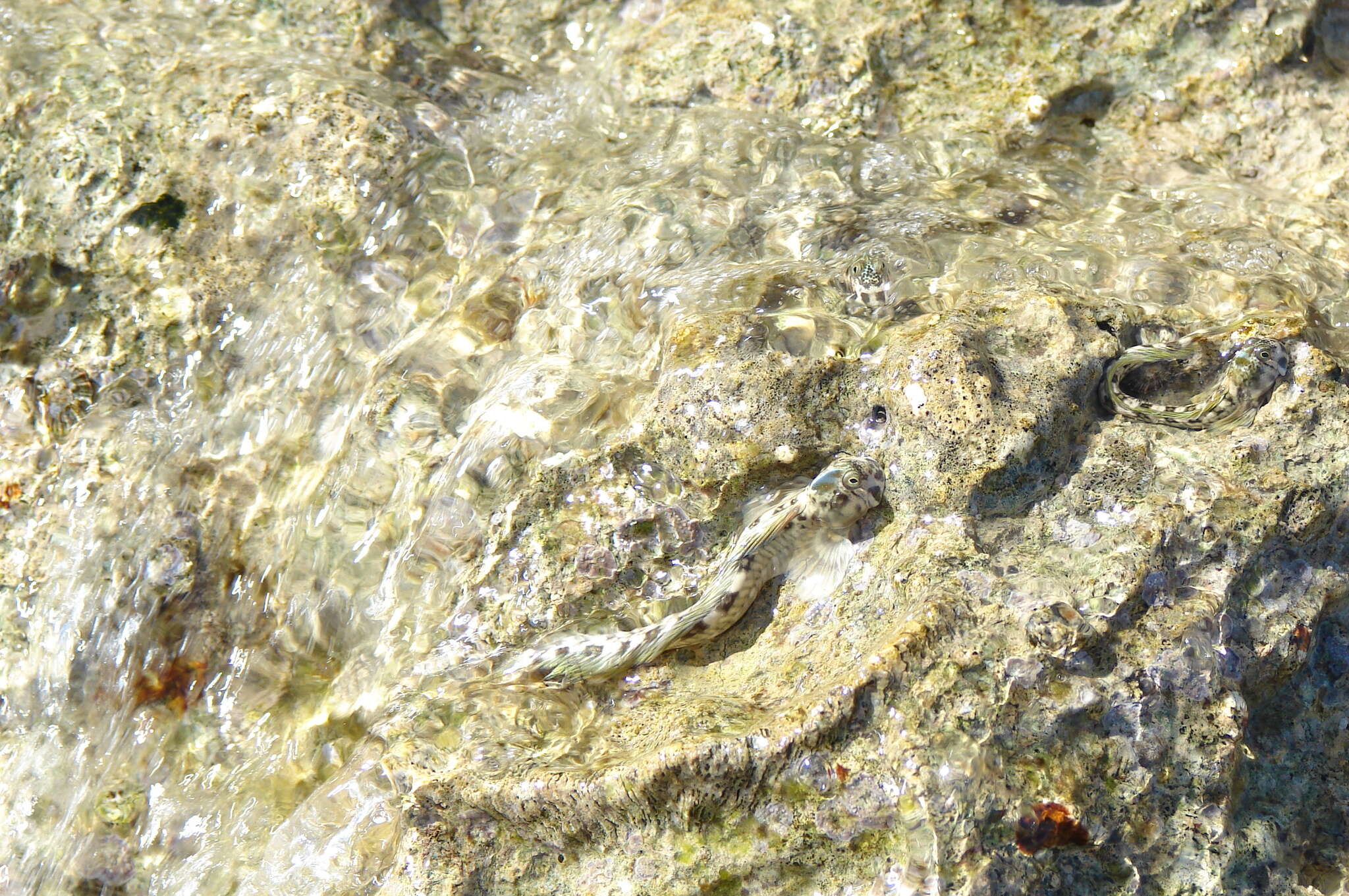 Image of Pallid Rockskipper