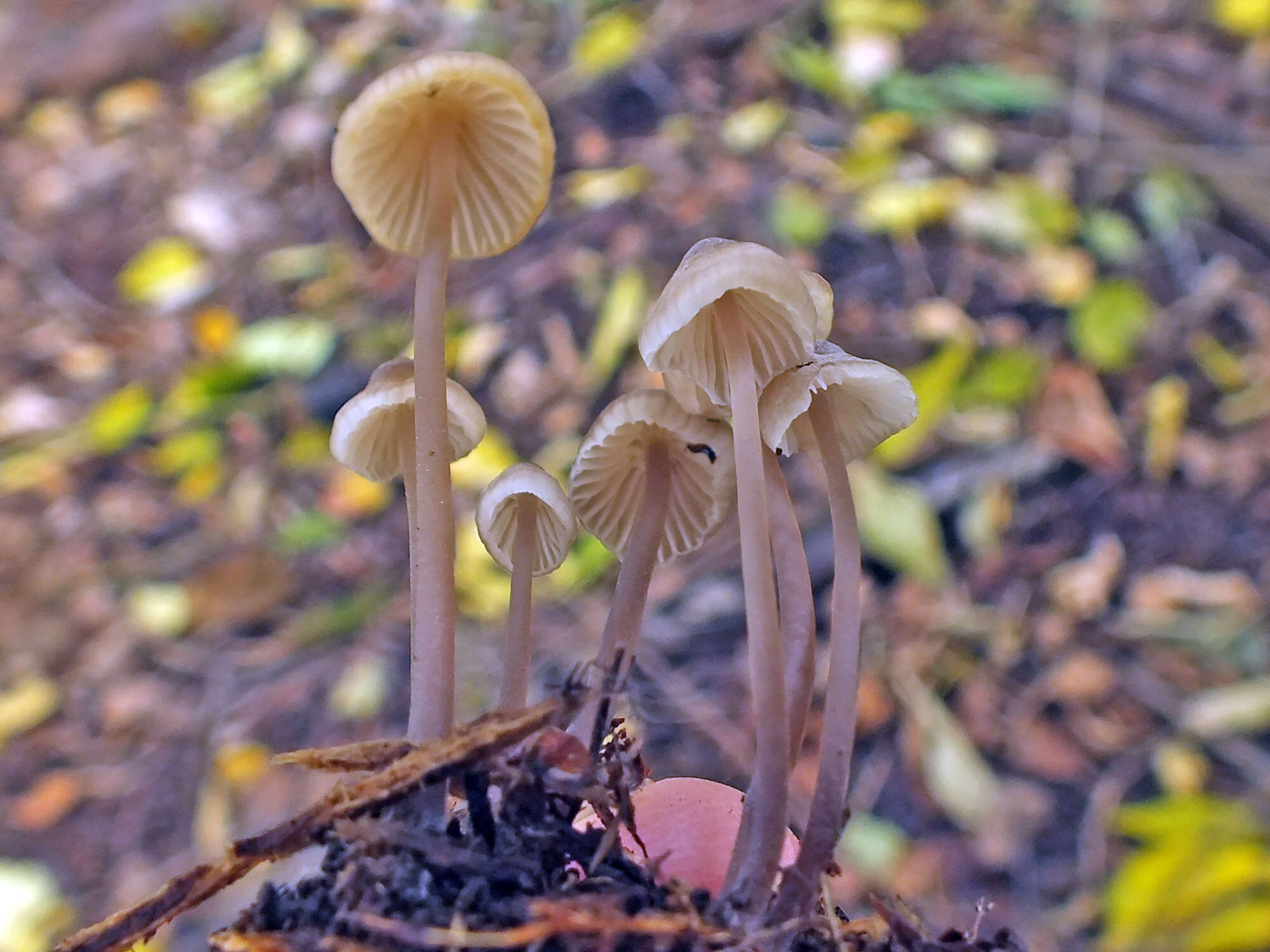 Image of Mycena flavescens Velen. 1920