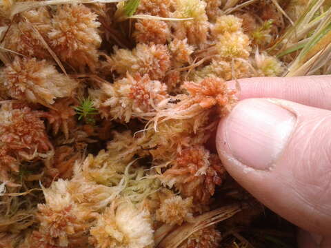 Image of Sphagnum cristatum Hampe 1874