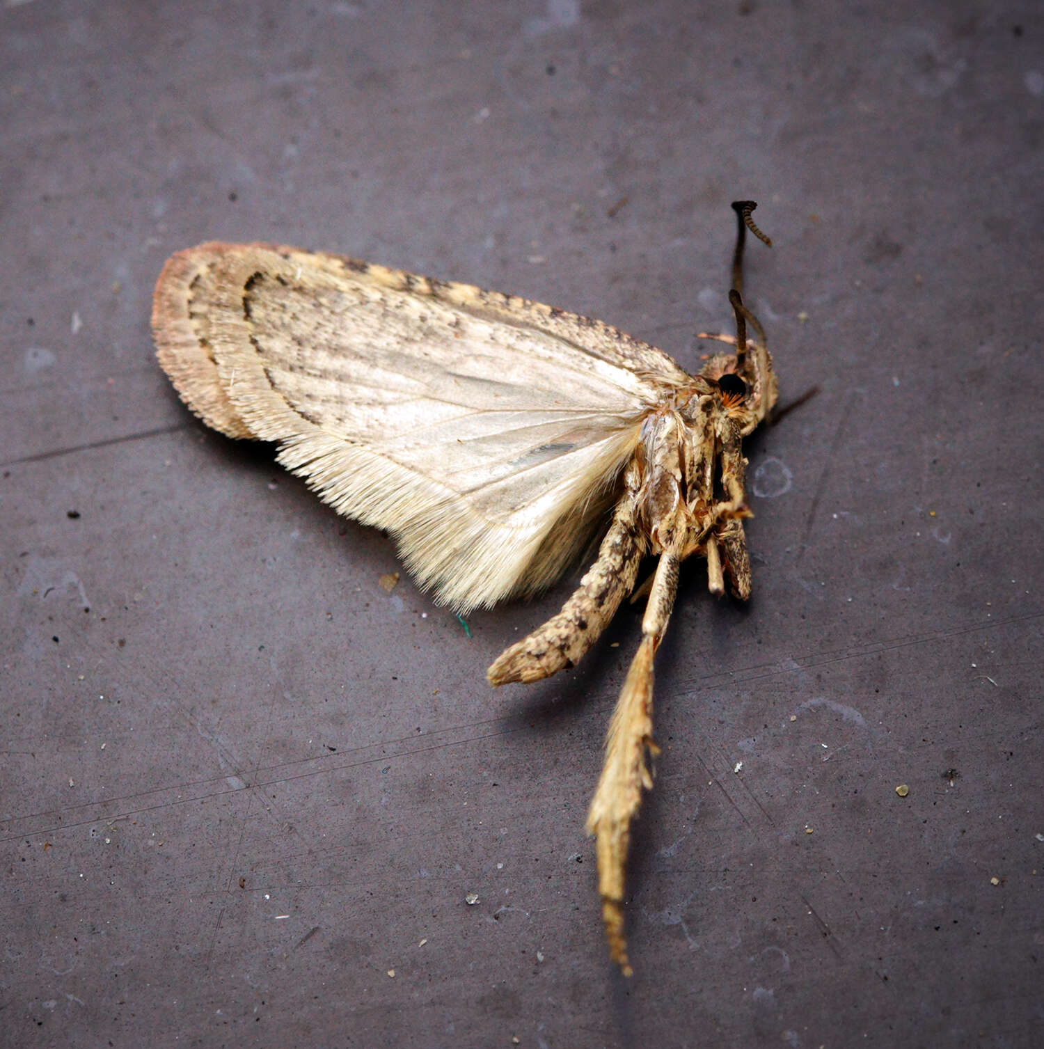 Image of large carrot flat-body