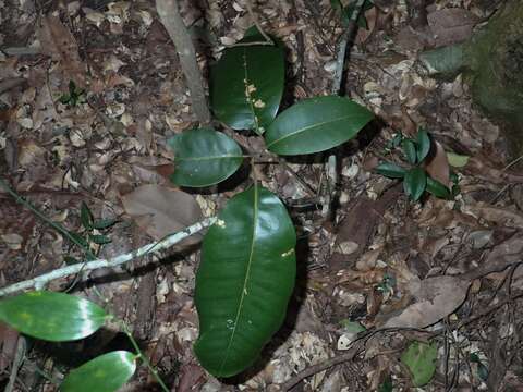 Image of Mischocarpus pyriformis (F. Müll.) Radlk.