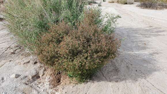 Image of California copperleaf