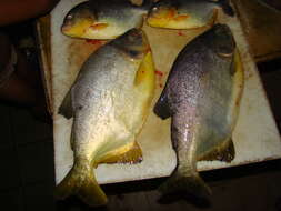 Image of Pacu