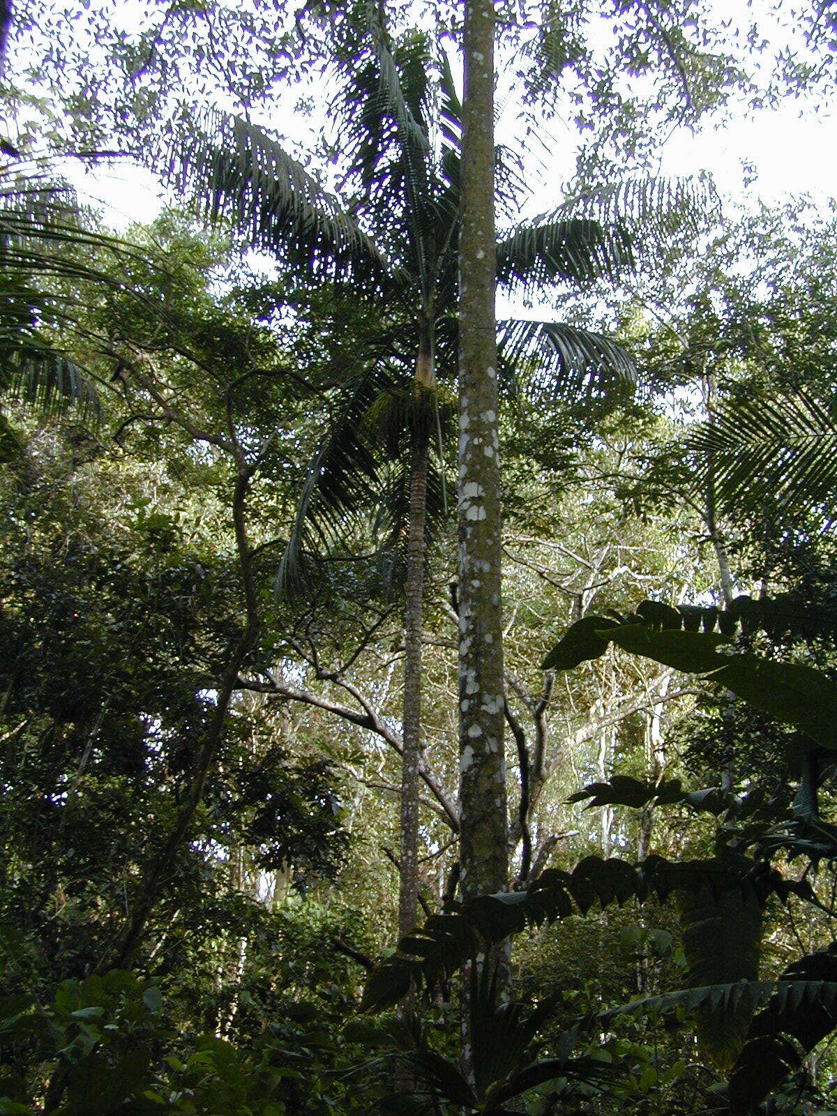 Image of Roystonea oleracea (Jacq.) O. F. Cook