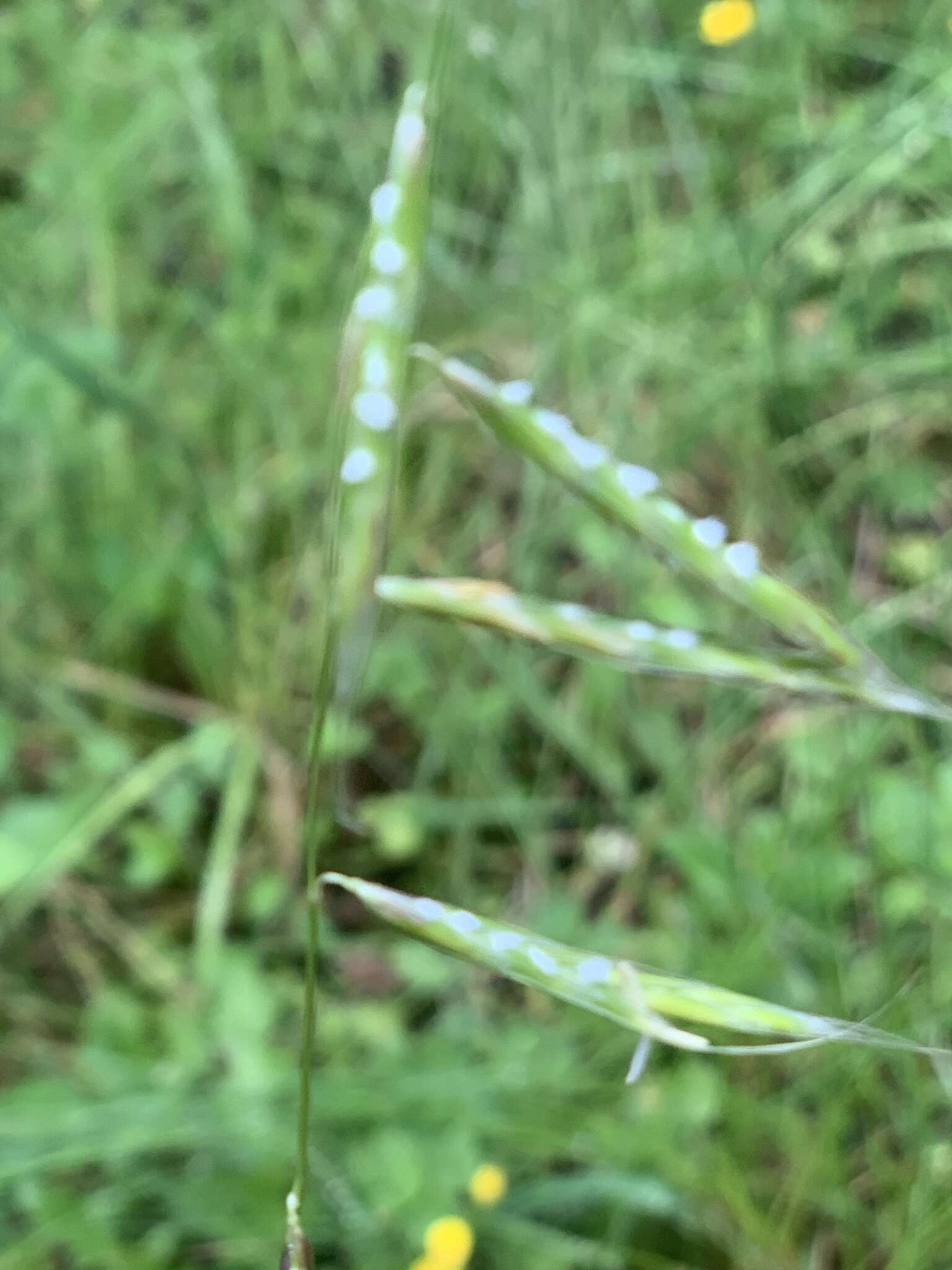 Plancia ëd Pleuropogon refractus (A. Gray) Benth. ex Vasey