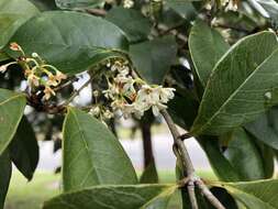 Imagem de Osmanthus fragrans Lour.