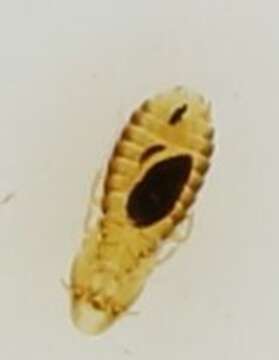 Image of Phthiraptera