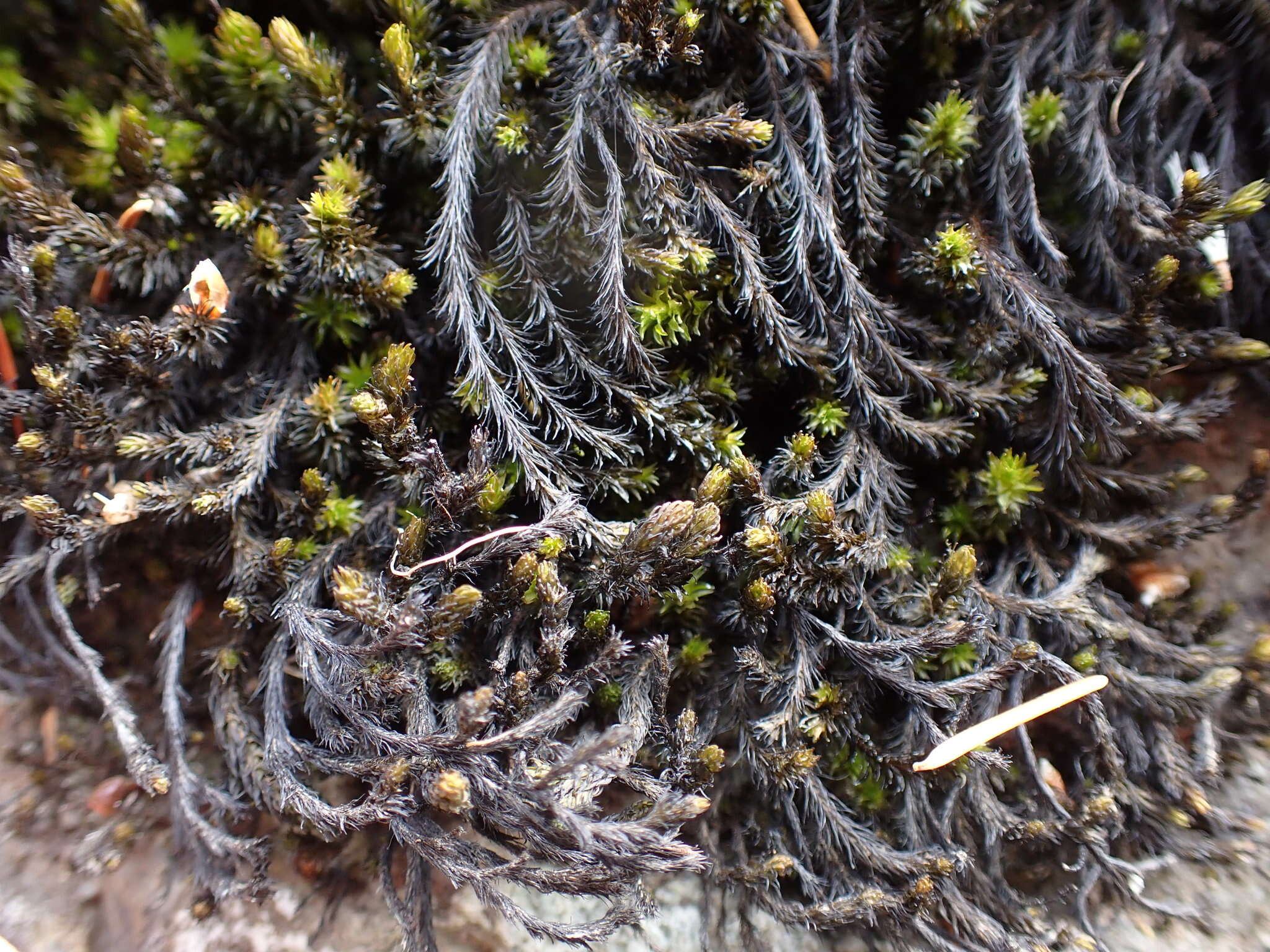 Image of blackmat splashzone moss