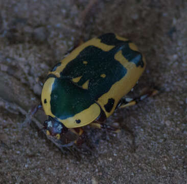 Image of Pachnoda sinuata calceata Harold 1878