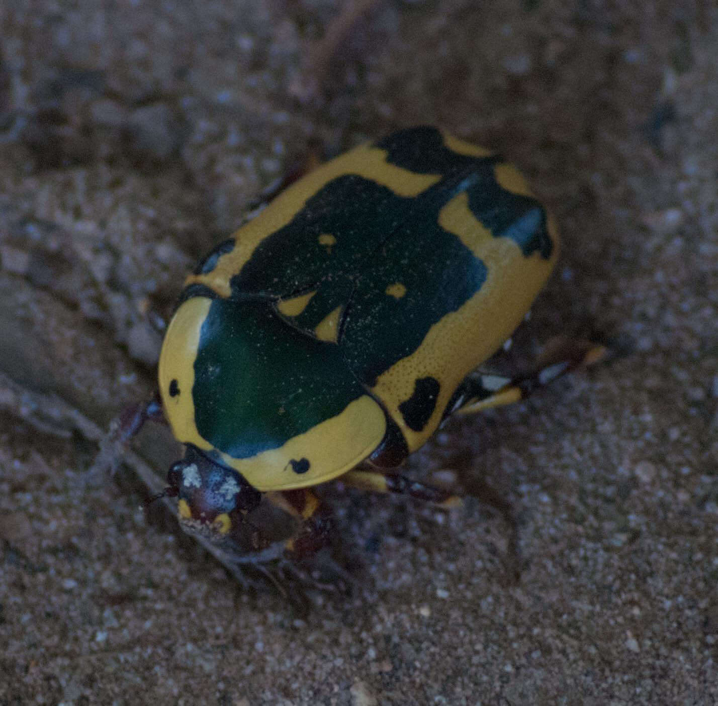 Image of Pachnoda sinuata calceata Harold 1878