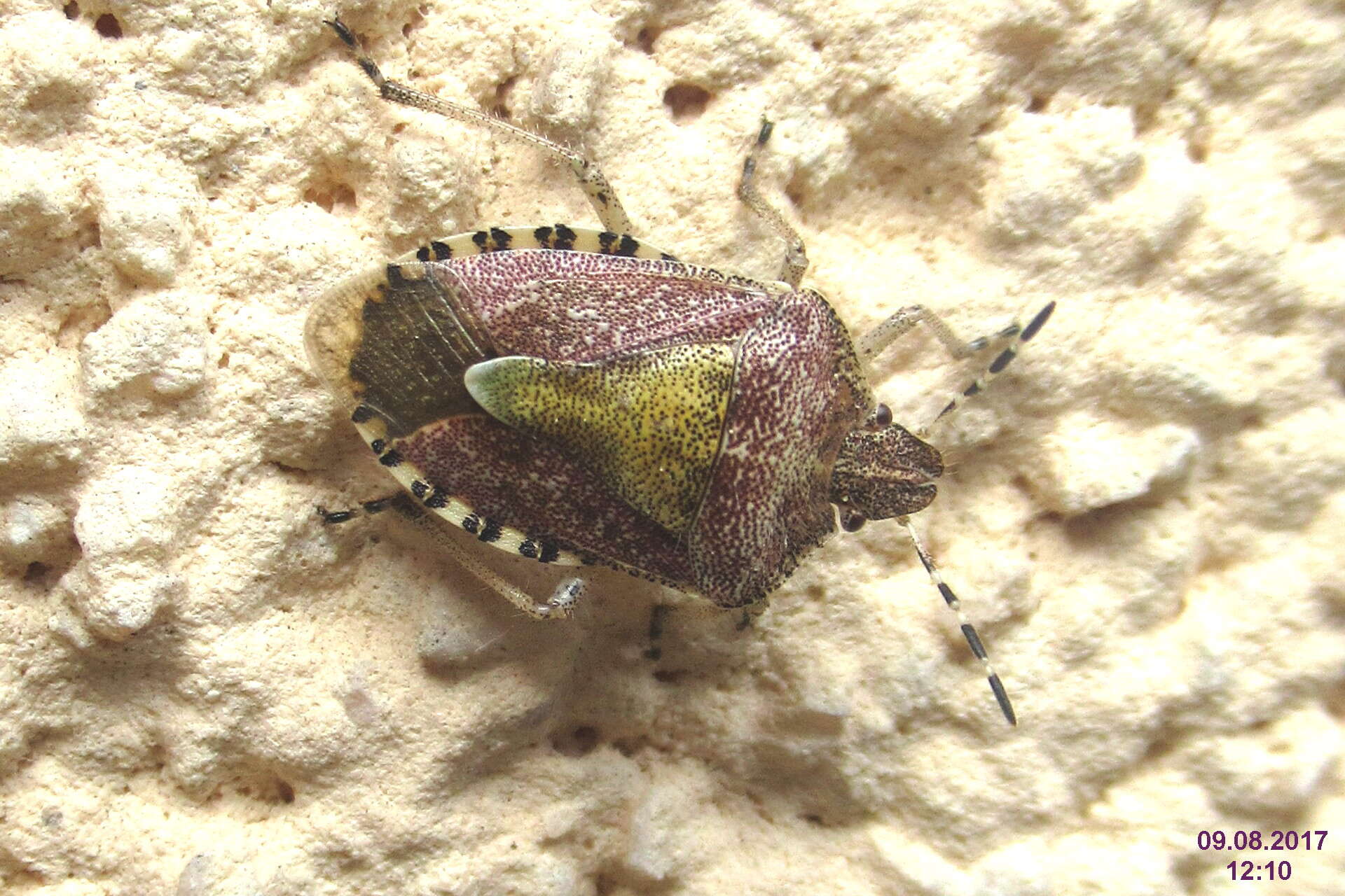 Image of sloe bug