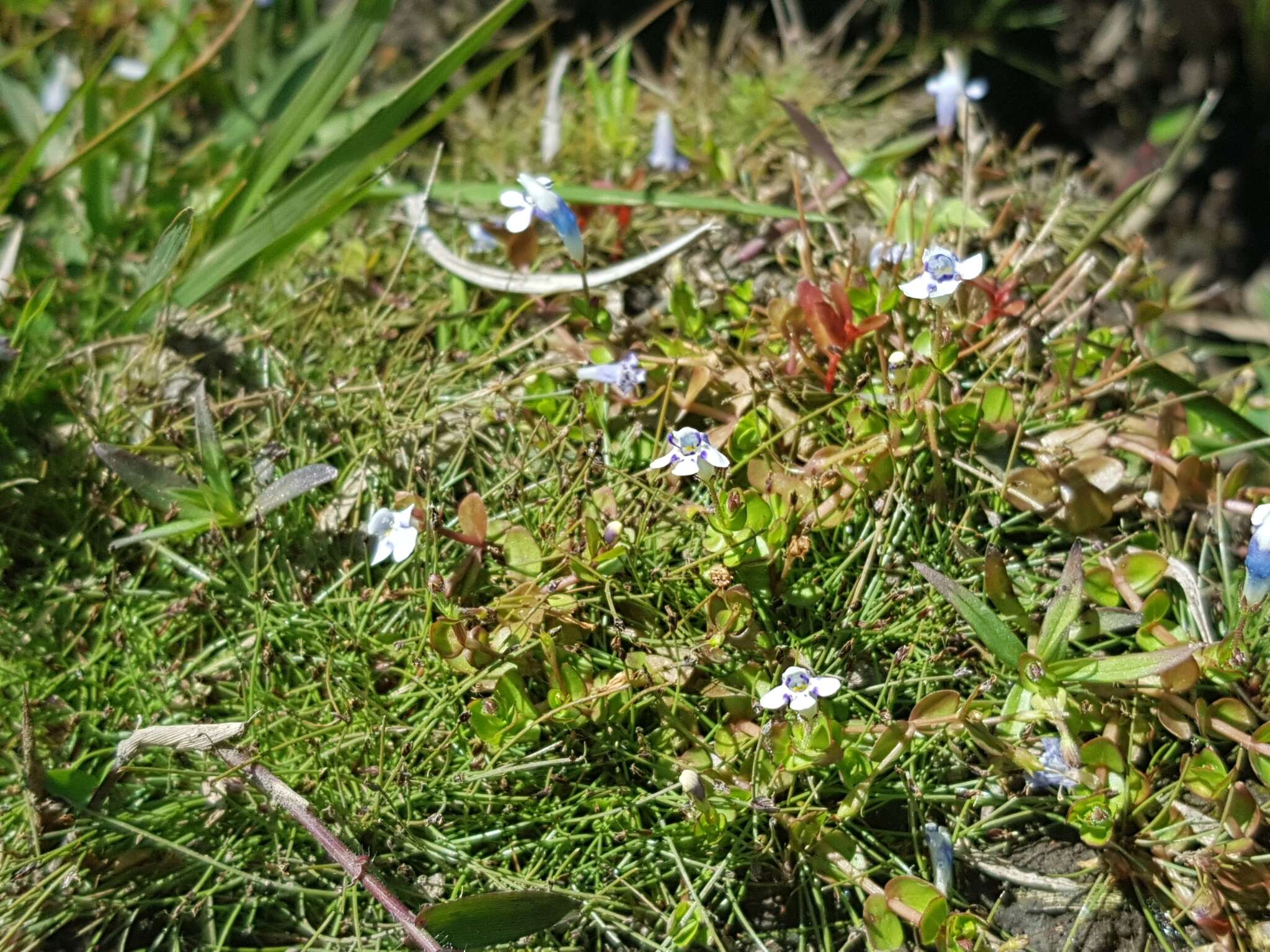 Image of Lindernia rotundifolia (L.) Alston