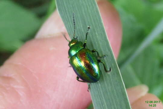 Image of Chrysolina fastuosa