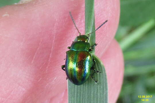 Image of Chrysolina fastuosa