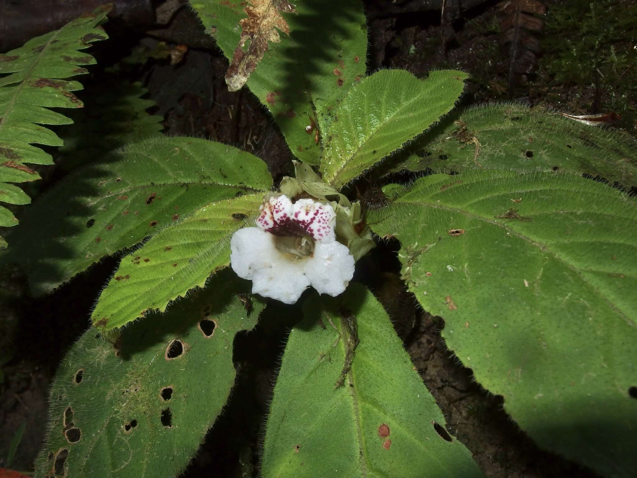 Sivun Nautilocalyx ecuadoranus Wiehler kuva