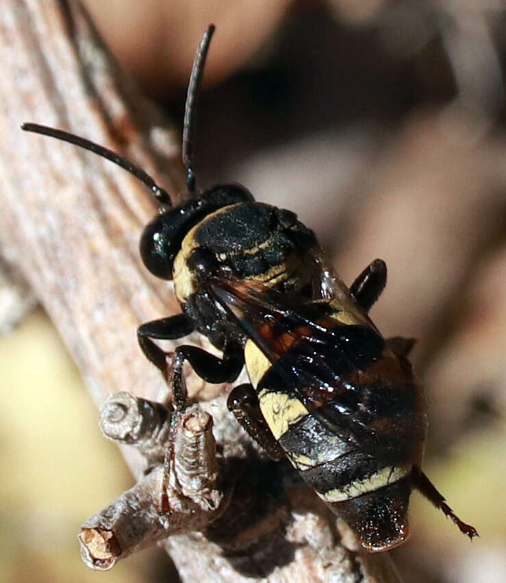 Слика од Triepeolus concavus (Cresson 1878)