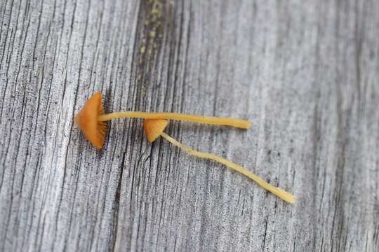 Image of Galerina sphagnorum (Pers.) Kühner 1935