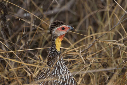 Pternistis leucoscepus (Gray & GR 1867) resmi