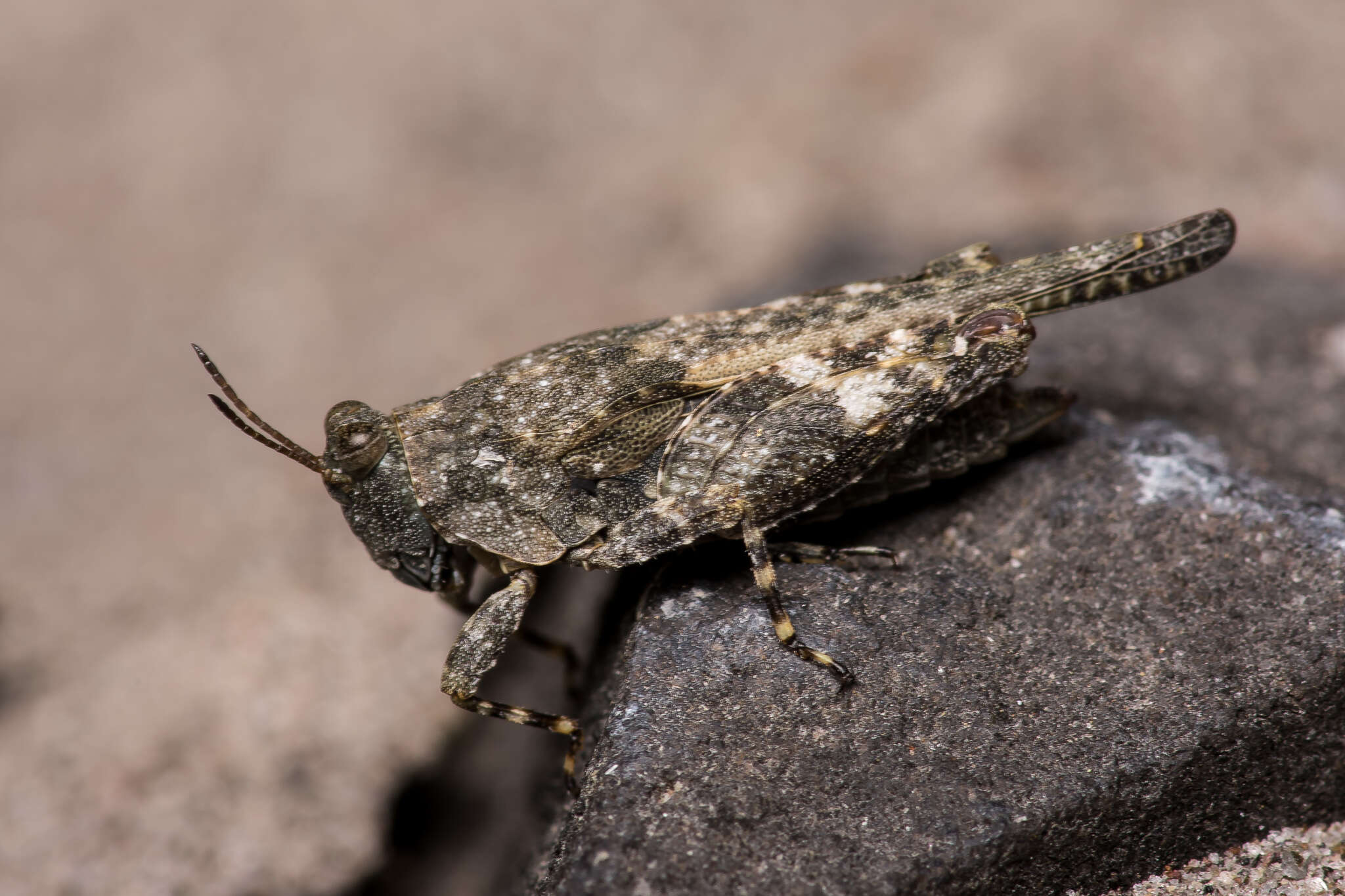 Image of Aztec Pygmy Grasshopper