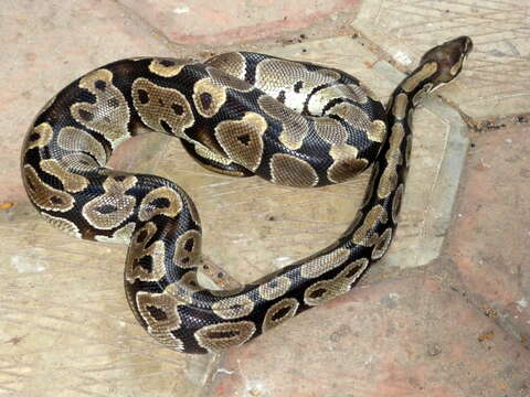 Image of Ball Python