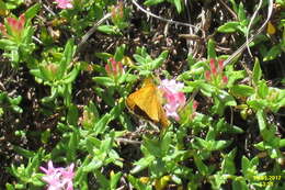 Image of lulworth skipper