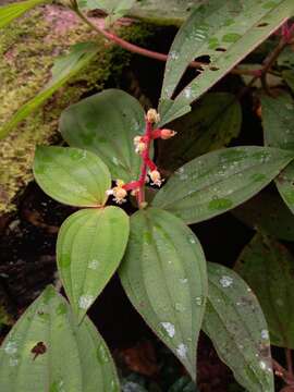 Image of Miconia ceramicarpa (DC.) Cogn.