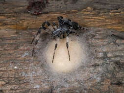 Imagem de Araneus tartaricus (Kroneberg 1875)