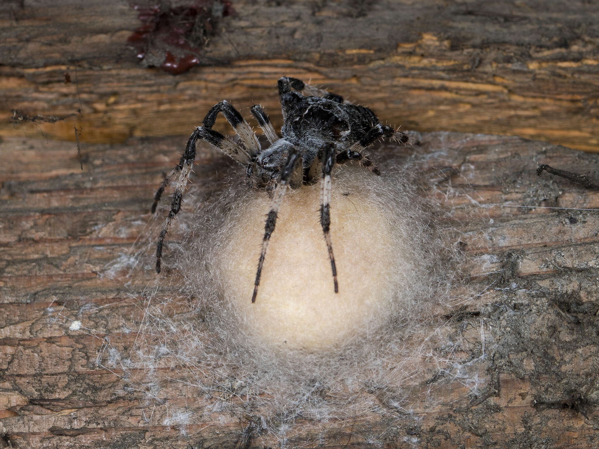 Imagem de Araneus tartaricus (Kroneberg 1875)