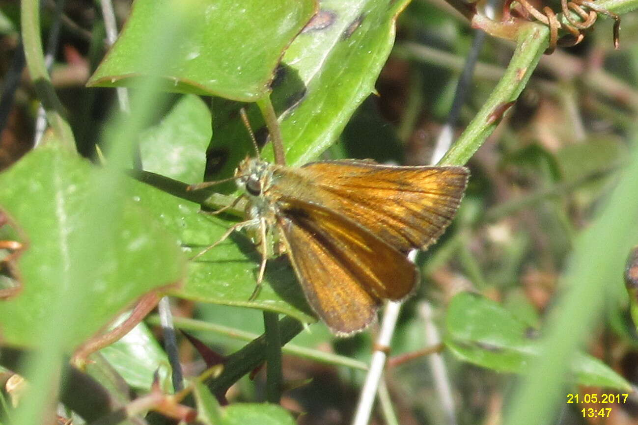 Image of lulworth skipper