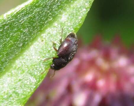 Image of Nettle Pollen Beetle