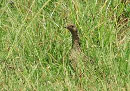 Image of Attwater's greater prairie-chicken